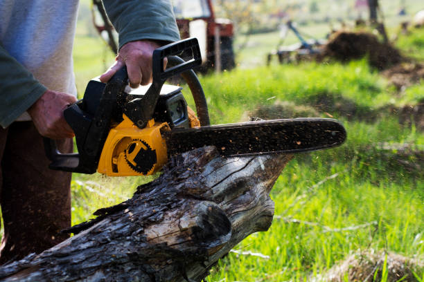 How Our Tree Care Process Works  in  Bangs, TX