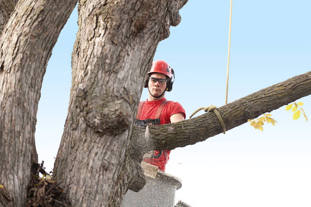 Best Residential Tree Removal  in Bangs, TX